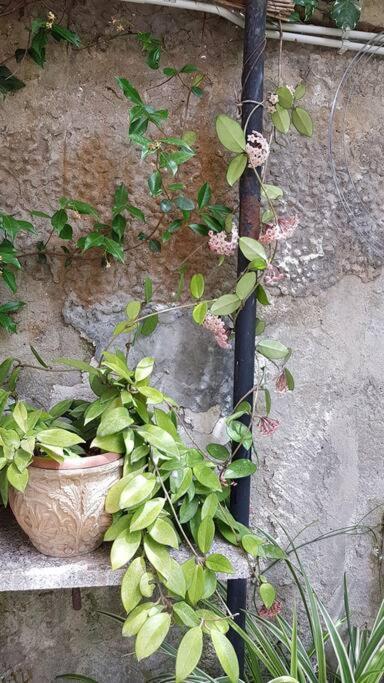 Giardino Mediterraneo Lacco Ameno  Екстериор снимка