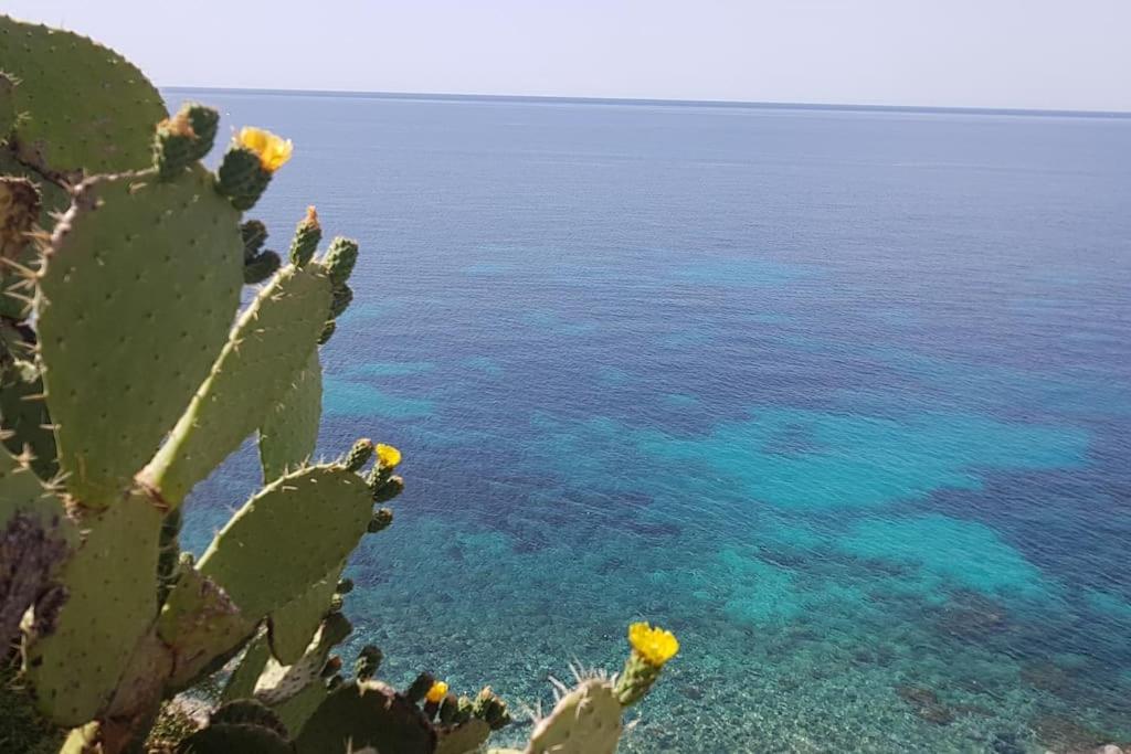 Giardino Mediterraneo Lacco Ameno  Екстериор снимка